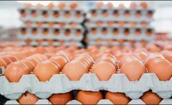 BİM’de Yumurta Fiyatlarına Büyük İndirim: 30’lu Kolilerde fırsat